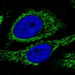 Citrate Synthase Antibody in Immunocytochemistry (ICC/IF)