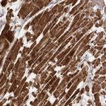 Citrate Synthase Antibody in Immunohistochemistry (Paraffin) (IHC (P))