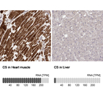 Citrate Synthase Antibody in Immunohistochemistry (Paraffin) (IHC (P))