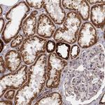 Citrate Synthase Antibody in Immunohistochemistry (Paraffin) (IHC (P))