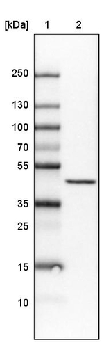 Citrate Synthase Antibody in Western Blot (WB)