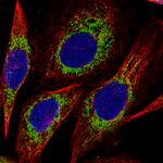 Citrate Synthase Monoclonal Antibody (CL2561)