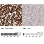 Citrate Synthase Antibody in Immunohistochemistry (Paraffin) (IHC (P))
