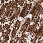 Citrate Synthase Antibody in Immunohistochemistry (Paraffin) (IHC (P))