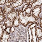 Citrate Synthase Antibody in Immunohistochemistry (Paraffin) (IHC (P))