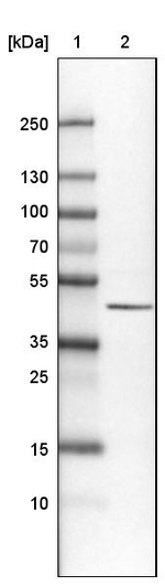 Citrate Synthase Antibody in Western Blot (WB)