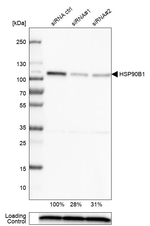 GRP94 Antibody in Western Blot (WB)