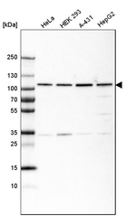 GRP94 Antibody in Western Blot (WB)