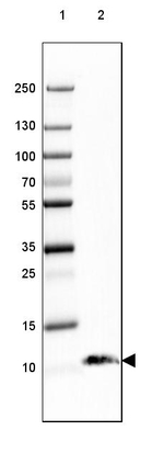 S100B Antibody in Western Blot (WB)