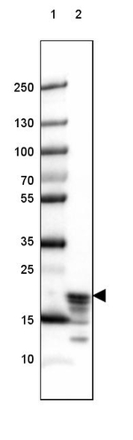 MBP Antibody in Western Blot (WB)