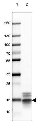 MBP Antibody in Western Blot (WB)