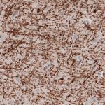 MBP Antibody in Immunohistochemistry (Paraffin) (IHC (P))
