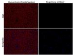 MBP Antibody in Immunohistochemistry (Paraffin) (IHC (P))