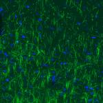MBP Antibody in Immunohistochemistry (Paraffin) (IHC (P))