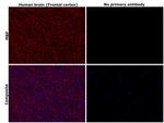 MBP Antibody in Immunohistochemistry (Paraffin) (IHC (P))