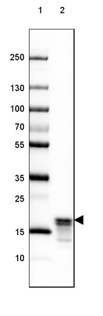 MBP Antibody in Western Blot (WB)