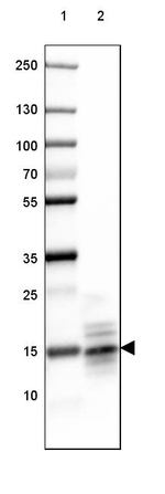 MBP Antibody in Western Blot (WB)
