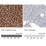 CNPase Antibody in Immunohistochemistry (Paraffin) (IHC (P))