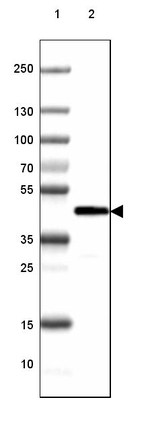 CNPase Antibody in Western Blot (WB)