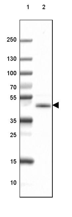 CNPase Antibody in Western Blot (WB)