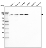 Laminin beta-1 Antibody in Western Blot (WB)
