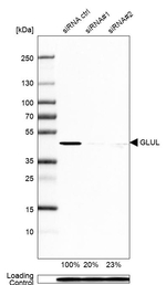 Glutamine Synthetase Antibody in Western Blot (WB)