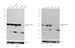 Glutamine Synthetase Antibody in Western Blot (WB)