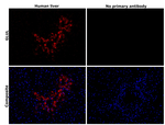 Glutamine Synthetase Antibody in Immunohistochemistry (Paraffin) (IHC (P))