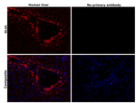 Glutamine Synthetase Monoclonal Antibody (CL3004)