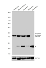 Glutamine Synthetase Antibody
