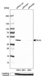 Glutamine Synthetase Antibody in Western Blot (WB)