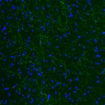 TPH2 Antibody in Immunohistochemistry (Paraffin) (IHC (P))