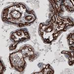 Laminin gamma-1 Antibody in Immunohistochemistry (Paraffin) (IHC (P))