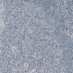 Laminin gamma-1 Antibody in Immunohistochemistry (Paraffin) (IHC (P))