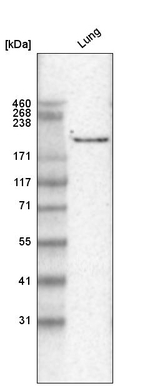 Laminin gamma-1 Antibody in Western Blot (WB)