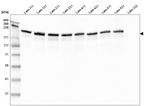 Laminin gamma-1 Antibody in Western Blot (WB)