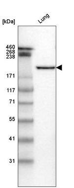 Laminin gamma-1 Antibody in Western Blot (WB)