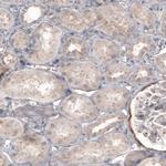 CDK5RAP2 Antibody in Immunohistochemistry (Paraffin) (IHC (P))