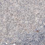 CDK5RAP2 Antibody in Immunohistochemistry (Paraffin) (IHC (P))