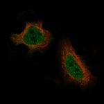 DAXX Monoclonal Antibody (CL3580)