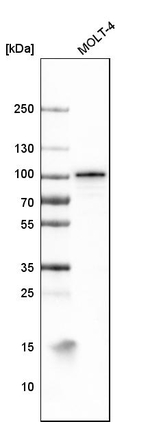 B-Raf Antibody in Western Blot (WB)