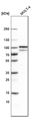 B-Raf Antibody in Western Blot (WB)