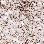 HIST1H2AG Antibody in Immunohistochemistry (Paraffin) (IHC (P))