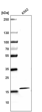 HIST1H2AG Antibody in Western Blot (WB)