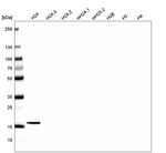 HIST1H2AG Antibody in Western Blot (WB)