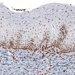 HIST1H2AG Antibody in Immunohistochemistry (Paraffin) (IHC (P))