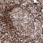 HIST1H2AG Antibody in Immunohistochemistry (Paraffin) (IHC (P))
