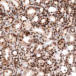Histone H2A.X Antibody in Immunohistochemistry (Paraffin) (IHC (P))