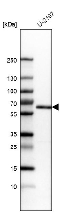 KLF4 Antibody in Western Blot (WB)