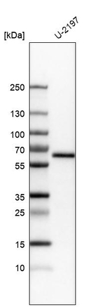 KLF4 Antibody in Western Blot (WB)